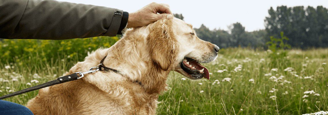Hoe vaak moet ik mijn hond uitlaten?